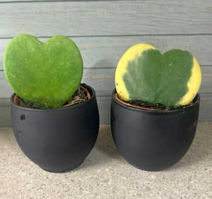 Hoya Heart Succulent