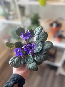 African Violet