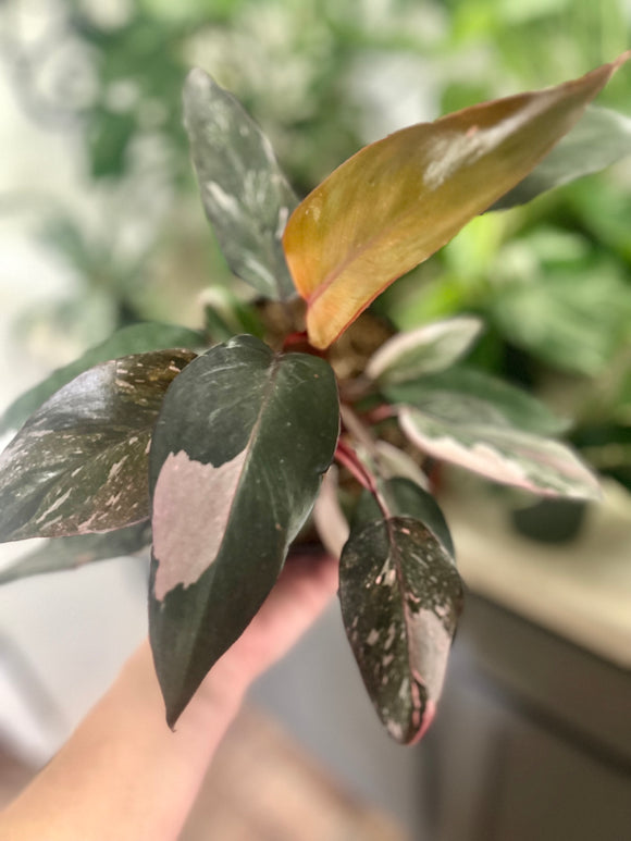 Pink Princess Philodendron