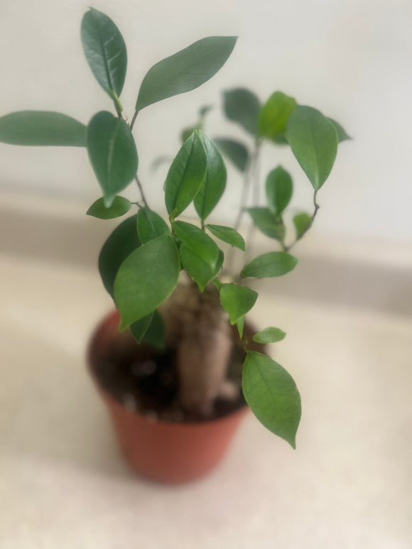 Ginseng Ficus