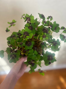 Iron Cross Oxalis