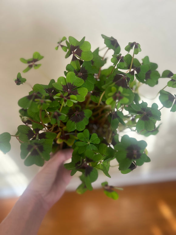 Iron Cross Oxalis