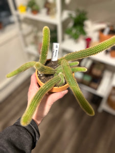 Rattail Cactus